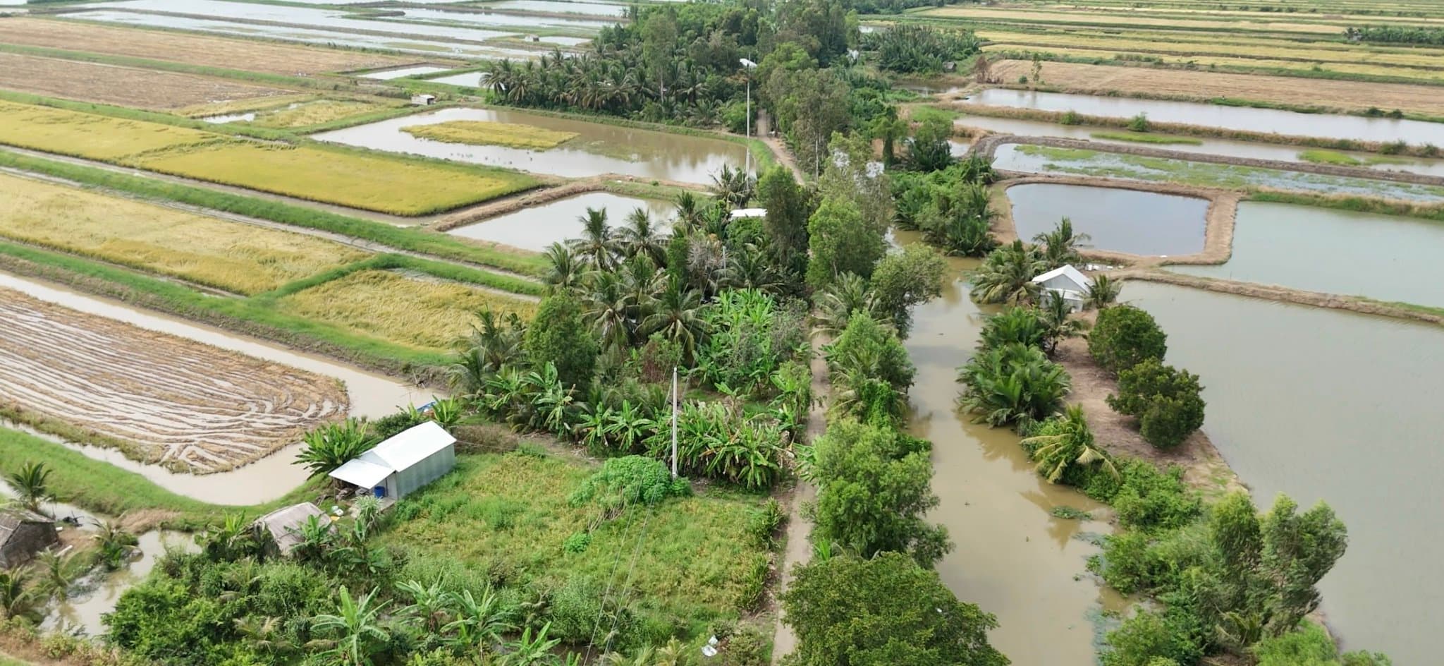 Vuông tôm quảng canh Kaliva